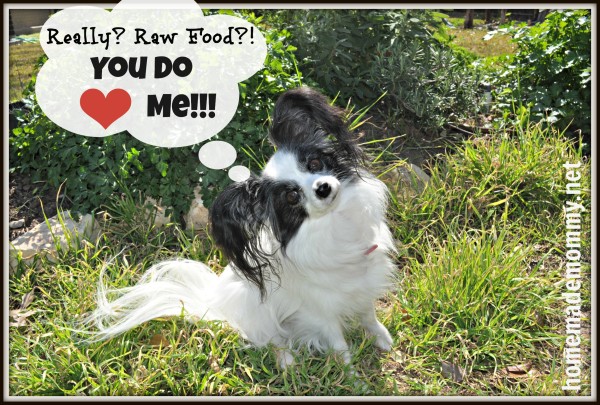 Dogs Need Real Food Too! by Homemade Mommy