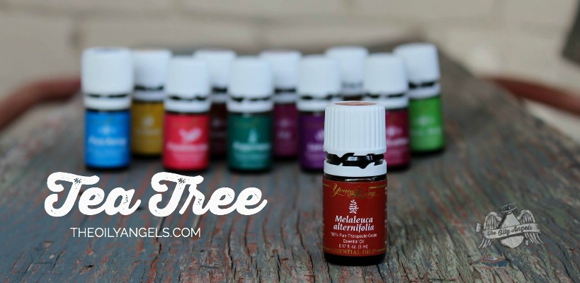 10 Uses for Melaleuca alternifolia (tea tree) Essential Oil